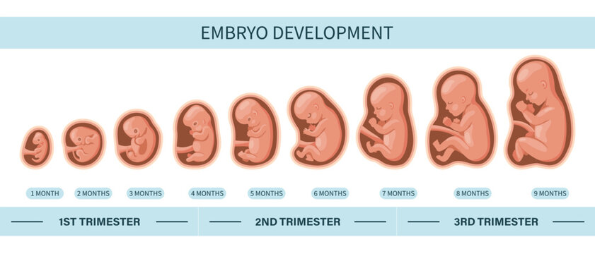Embryo in the womb, set. Development and growth of the fetus at different stages of pregnancy, monthly period. Illustration
