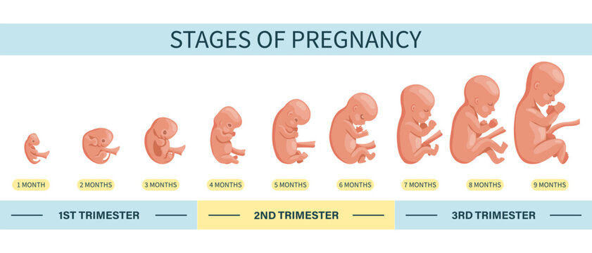 Embryo in the womb, set. Development and growth of the fetus at different stages of pregnancy, monthly period. Illustration