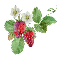 ripe strawberries with flowers and foliage, drawn in watercolor for the design of labels, menus, cards