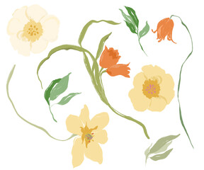 Watercolor abstract flower set of narcissus and tulip. Hand drawn wildflowers isolated on white background. Holiday Illustration for design, print, fabric or background.
