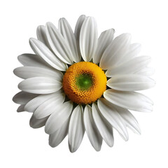 Daisy Flower bouquet on transparent background 

