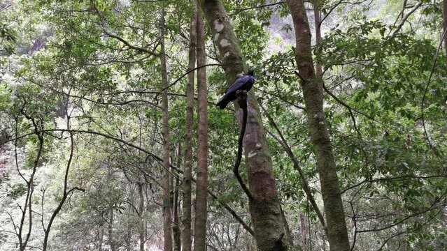 Wild crows in the forest of Los Tilos on the island of La Palma