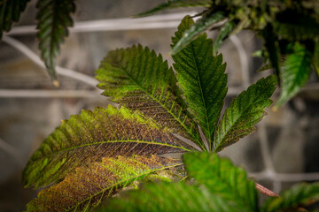 Leaf of Black apple Hitchcock variety of marijuana flowers with dark blossom