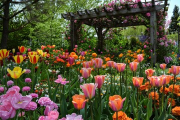 Obraz premium Colorful Spring Flower Garden with Tulips, Daisies, Marigolds, and Wooden Arbor Covered in Climbing Roses