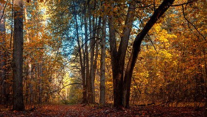 Autumn forest nature. Vivid morning in colorful forest with sun rays through branches of trees. Mystical forest.