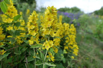 yellow flowers in spring