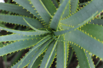 Fototapeta premium Aloe vera plant in garden