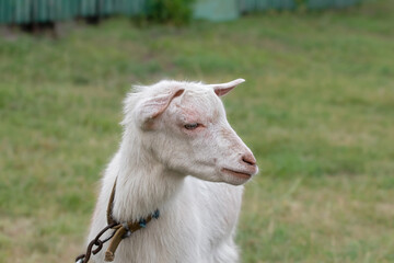 Fototapeta premium Portrait of a little goat.Baby goat in farm is eating fresh green grass on ground. Lovely young farm pet for agriculture and farming.