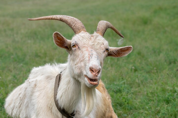 Portrait of an old goat.Old goat in farm is eating fresh green grass on ground.
