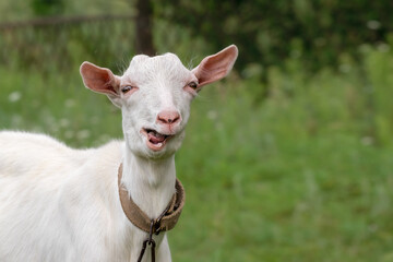 Obraz premium Portrait of a little goat.Baby goat in farm is eating fresh green grass on ground. Lovely young farm pet for agriculture and farming.