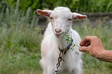 Obraz premium Portrait of a little goat.Baby goat in farm is eating fresh green grass on ground. Lovely young farm pet for agriculture and farming.