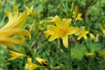 yellow flower in the garden