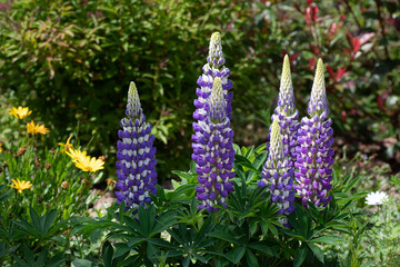 Groupe de Lupins mauves dans un jardin