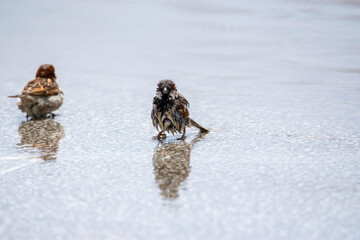 bird take a bath