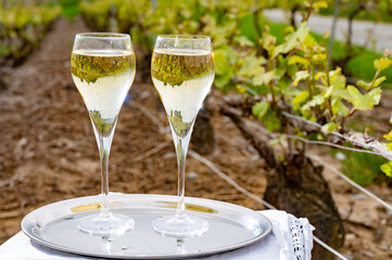 Tasting of brut champagne sparkling wine outdoor with view on pinot noir gran cru vineyards of famous champagne houses in Montagne de Reims by Verzenay, Champagne, France