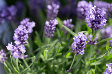 lavender flowers in the summer garden