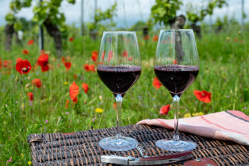 Picnic on old vineyard with red poppies flowers and green grass with glasses of red Cahors wine, summer in Cahors wine making region in France, weekend background