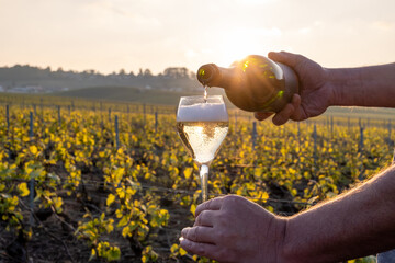 Tasting of grand cru sparkling brut white wine champagne on sunny vineyards of Cote des Blancs in village Cramant, Champagne, France, pouring of wine