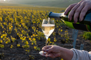 Tasting of grand cru sparkling brut white wine champagne on sunny vineyards of Cote des Blancs in...