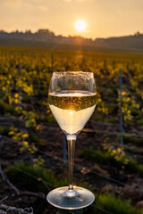 Tasting of grand cru sparkling brut white wine champagne on sunny vineyards of Cote des Blancs in village Cramant, Champagne, France, glass of wine on vineyard