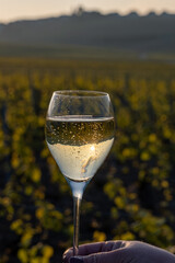 Tasting of grand cru sparkling brut white wine champagne on sunny vineyards of Cote des Blancs in village Cramant, Champagne, France, glass of wine in hand
