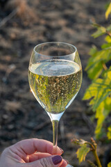 Tasting of grand cru sparkling brut white wine champagne on sunny vineyards of Cote des Blancs in village Cramant, Champagne, France, glass of wine in hand
