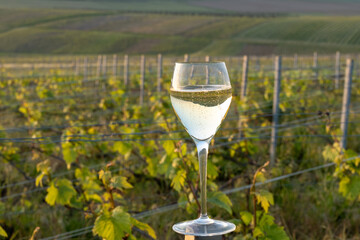Tasting of grand cru sparkling brut white wine champagne on sunny vineyards of Cote des Blancs in village Cramant, Champagne, France, glass of wine on vineyard