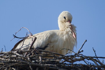 Ciconia ciconia aka White Stork is sitting in her nest located on electric pole.