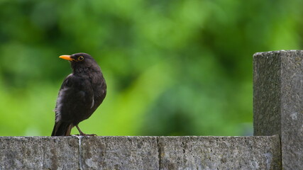 Turdus merula aka Eurasian or Common blackbird male close-up portrait. Common bird in Czech...