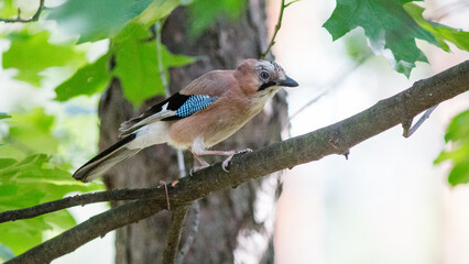 bird on a branch