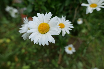 White daisies in a garden