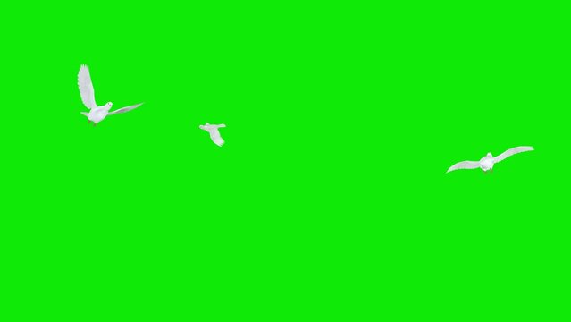 3 Romantic Doves - Three White Pigeon Birds - Flying Around Loop - Green Screen - Realistic 4K 3D animation isolated on chromakey background 