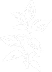 basil outline