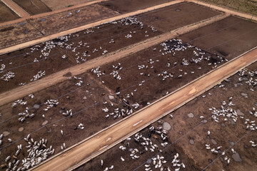 Aerial drone view of cattle grazing on giant feedlot livestock confinement farm in Amazon, Para,...