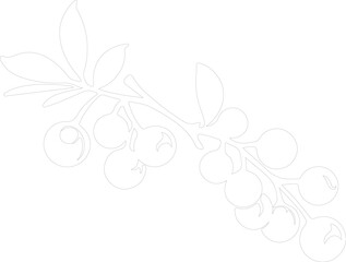 blueberry outline