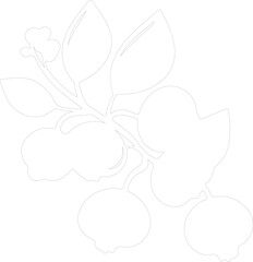 Fototapeta premium blueberry outline