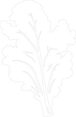chard outline