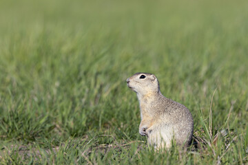A short-tailed ground squirrel (Urocitellus beldingi) on the lookout in a field of tall green grass.
