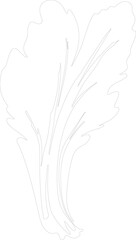 Obraz premium endive outline