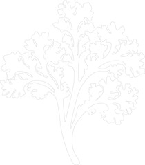 kale outline