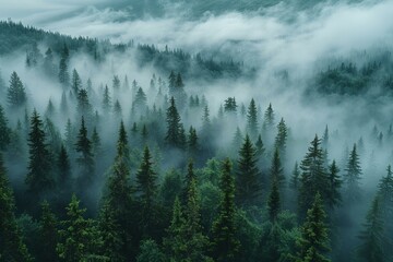 Mysterious misty forest landscape with tall coniferous trees in the mountains, overcast sky, nature background. aerial view of foggy pine and spruce woodland in misty weather. vintage, minimalist phot
