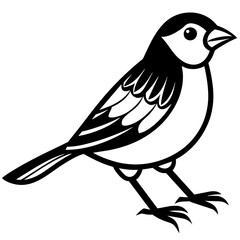 bird isolated on white background