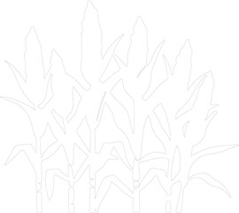 maize outline
