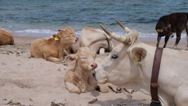 cows grazing on a beach