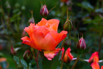 orange blühende Rose, Floribunda Rose