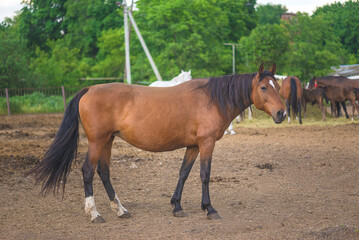 Obraz premium One bay horse orlov trotter race outdoors