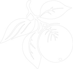 mandarin orange outline