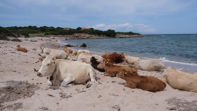 cows grazing on a beach