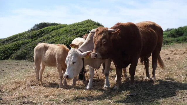 cows grazing on a beach