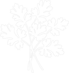 parsley outline